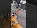 散歩途中愛犬の横をパパが横切った時の反応 #ゴールデンレトリバー #大型犬のいる生活 #大型犬と子供 #goldenretriever