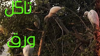 طيور تأكل الأشجار 💕🐥👍👍👍👍🇪🇬❤
