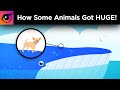 How Some Animals Got HUGE