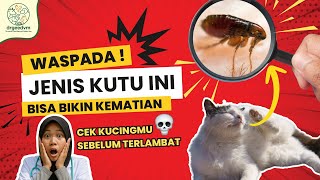 Waspada Cat Lovers Kutu Kucing Bisa Bikin Penyakit Darah Mematikan