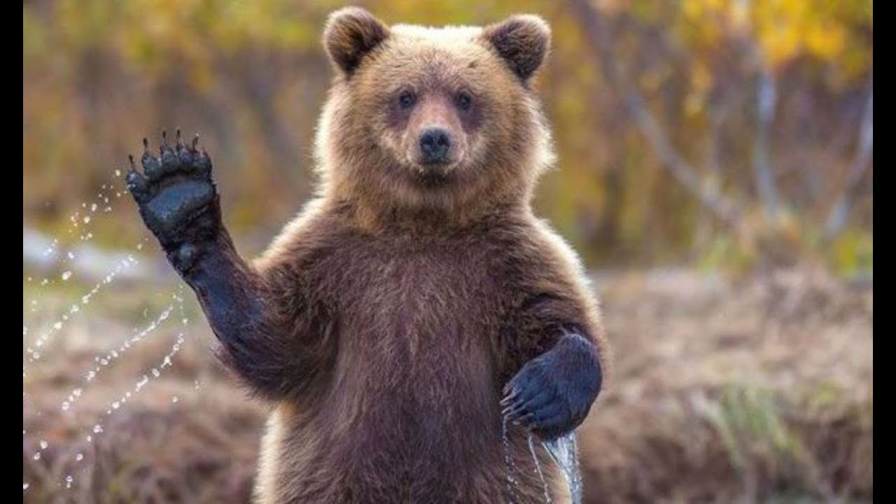 Бурый медведь и интересные факты о нем - YouTube