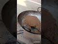 च्यवनप्राश बनाएं आसानी से।