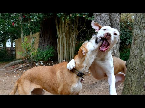 Dangerous Dog Play: What Is Too Rough?