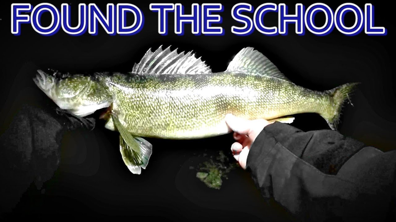 SCHOOL of Walleye in ULTRA SHALLOW!! TOPWATER Walleye in COLD WATER