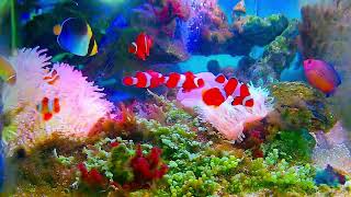 「Relaxing and pleasant music: real and beautiful aquarium~Heal your mood and relax your body an」的副本