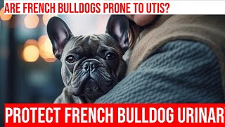 Urinary Health Issues in French Bulldogs: How to Support and Protect by Happy Hounds Hangout 2 views 1 month ago 4 minutes, 11 seconds