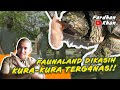 FAUNALAND DAPAT KURA-KURA TERG4N4S !!!