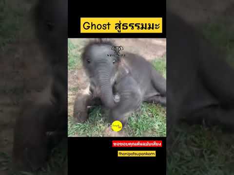 ธรรมมะ​มาได้งัย ศิลปินค่ายข้ามคีย์เรคคอร์ด​ ร้องเพลง​ ghost​  แต่ไปจบที่...