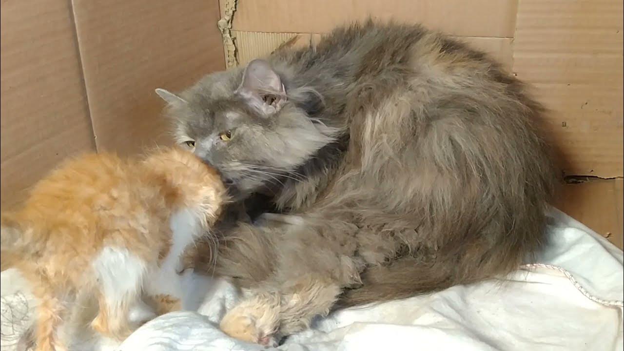 Abandoned Kittens Helping His Mother Cat To Deliver Kittens YouTube