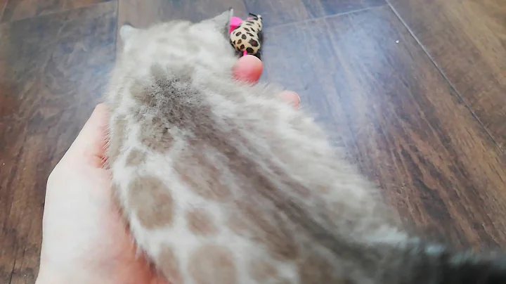 Watch the video about Seal lynx point Bengal