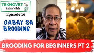 Basics of Broiler Brooding  (Pt. 2 of 2) | When to Remove Heat/Cover, How Much to Feed