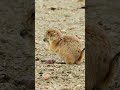 Prairie Dogs are the OG Smack Talkers! #shorts