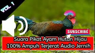 suara pikat ayam hutan di jamin ampuh 100% paling di gemari