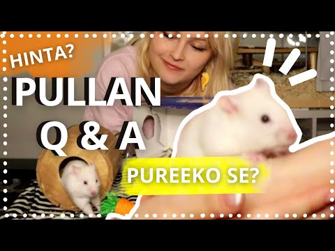 Video: Pureeko culex pipiens?