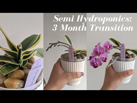 Semi Hydroponics | 3 Month Transition For 4 Orchids: Long Term Adaptation - Phals U0026 Brassavola Types