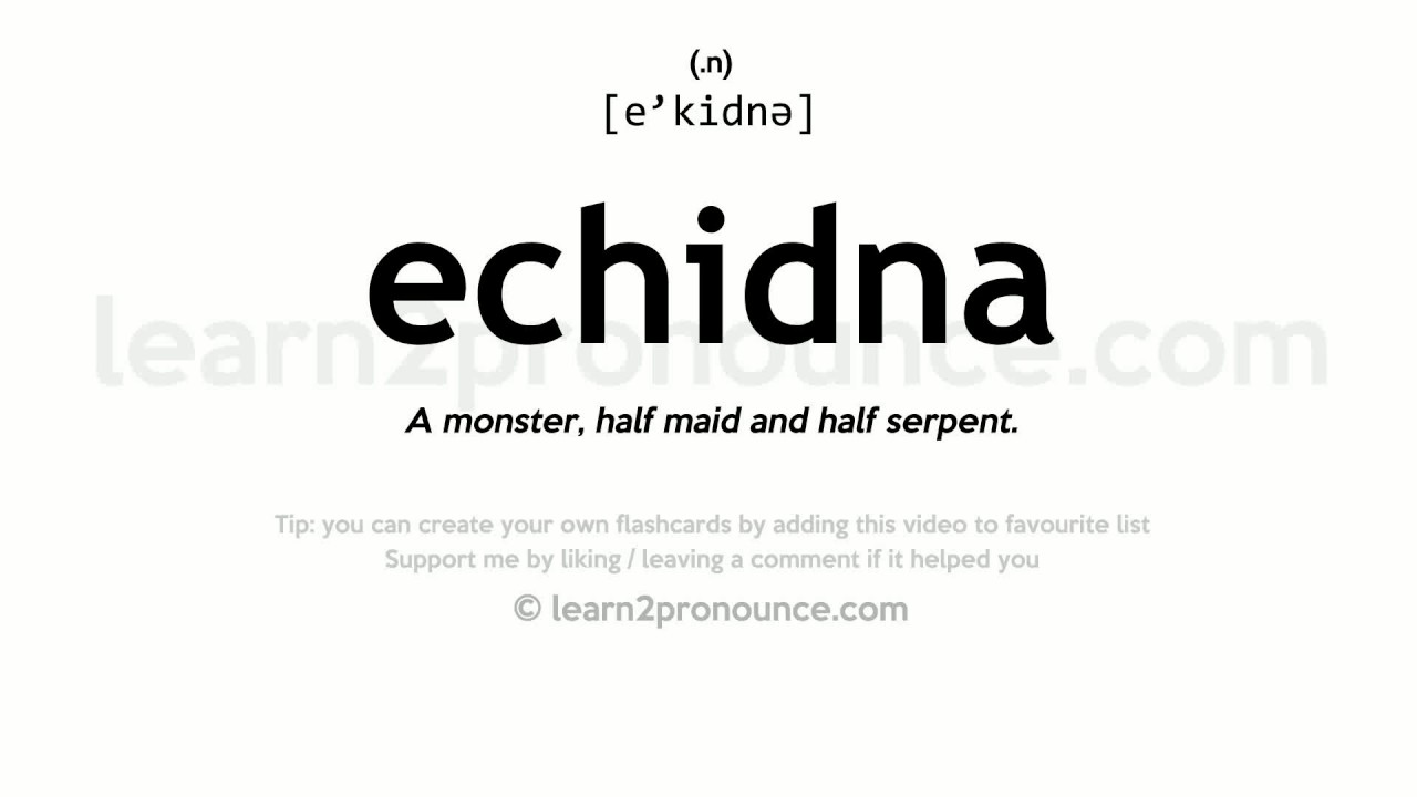 Pronunciation Of Echidna Definition Of Echidna Youtube