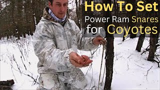 How To Set Ram Power Snares For Coyotes - Coyote Trapping Tips For Beginners