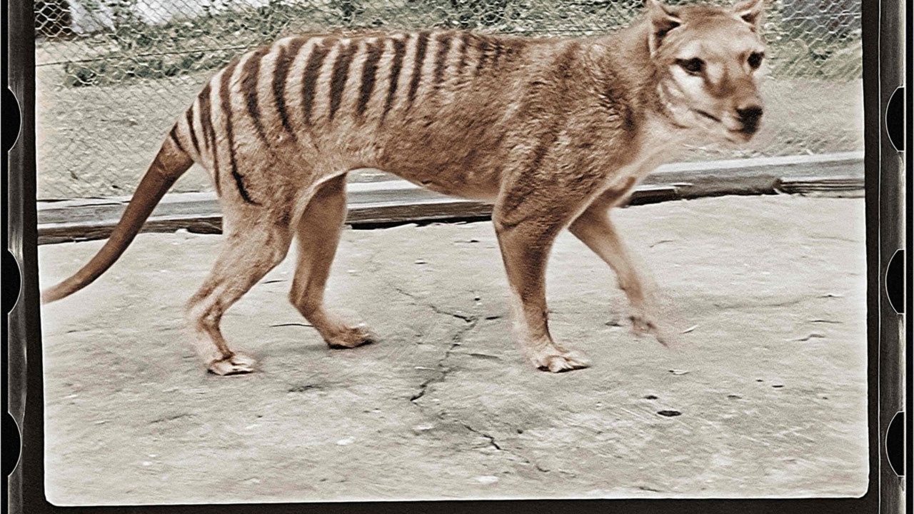 De-extinction company plans to bring back the Tasmanian tiger