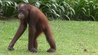 Sepilok Orangutan Rehabilitation Centre, Sabah, Malaysia