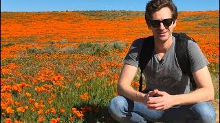 Let's Visit the Antelope Valley Poppy Reserve to See the Poppies in Bloom