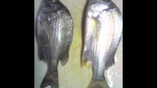 【チヌ釣は仕事帰りに！】やっぱり仕事より＜釣りですか？