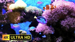 🐠 Dive into Serenity: 4K Aquarium Experience with Soothing Piano Music for Relaxation 🎵