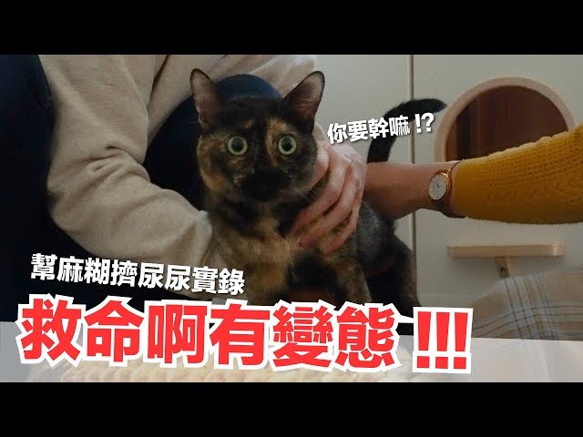 幫麻糊尿尿實錄！癱貓上廁所～像打仗一樣啊～【好味貓日常】EP58