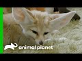 Endor the Fennec Fox Has an Enlarged Heart | The Zoo