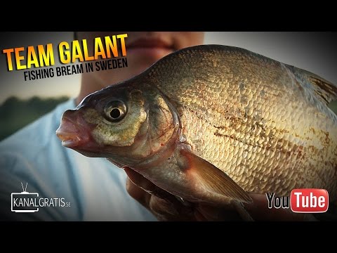 Video: Hur Du Förbereder Ditt Eget Foder För Fiske Efter Braxen