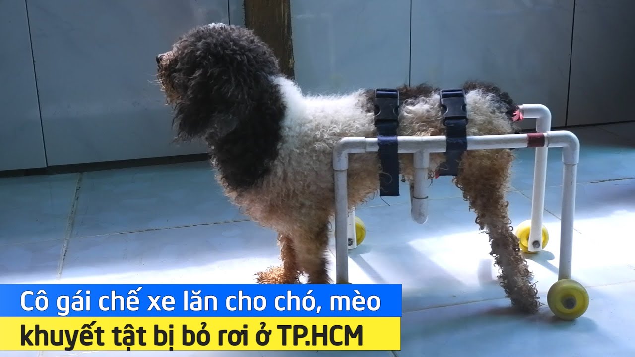 'Bà mẹ' của đàn chó, mèo liệt