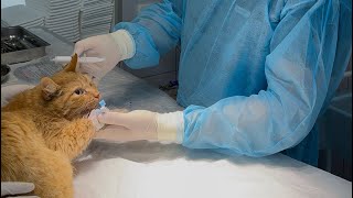 Лечение перелома нижней челюсти по симфизу. Наложение серкляжа. Постановка эофагостомы. 