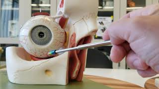 Eye models