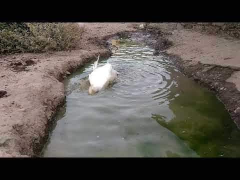 პეკინური იხვის დედალი წყალში :))