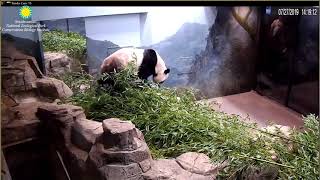 Mei Xiang Maybe With Hiccups 7-27-2019