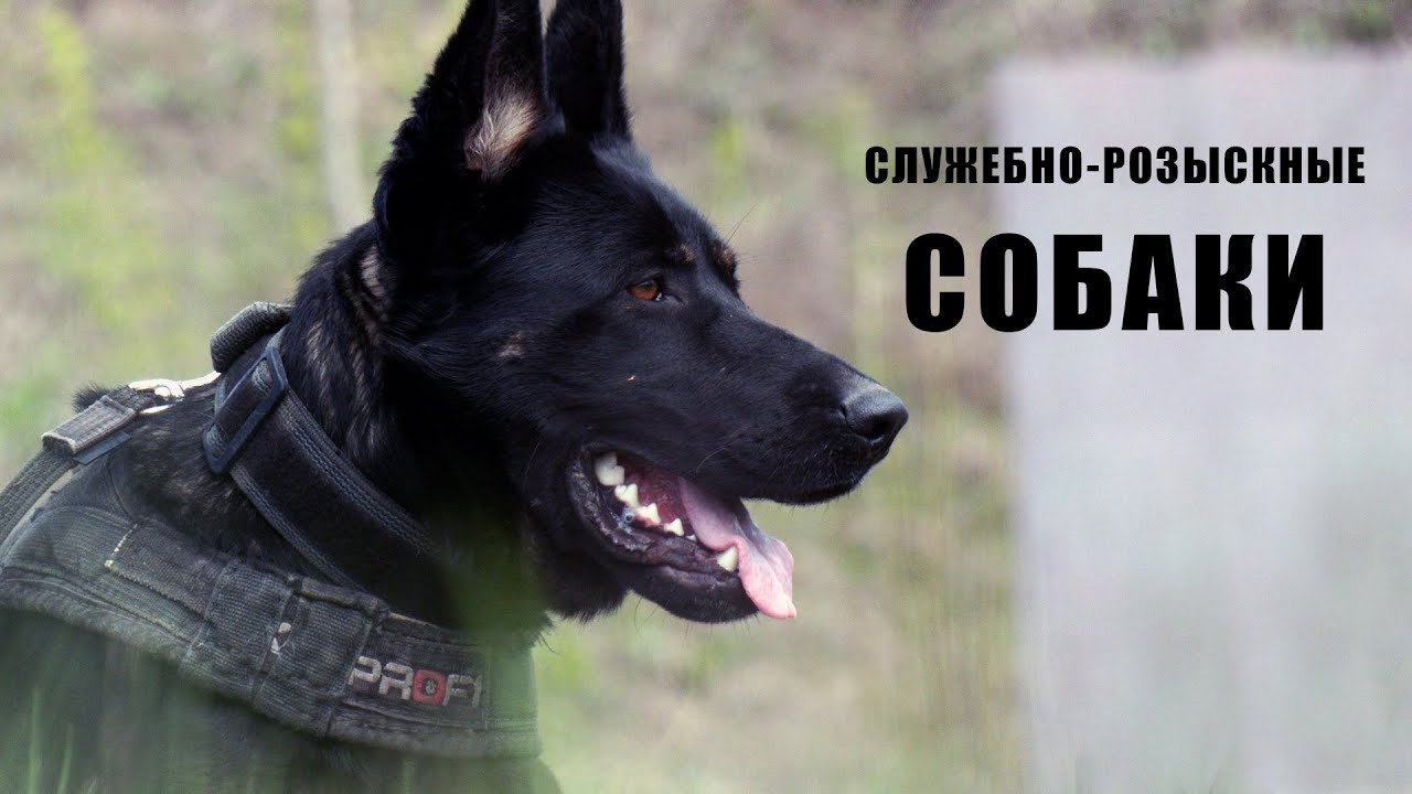 специальная дрессировка служебных собак