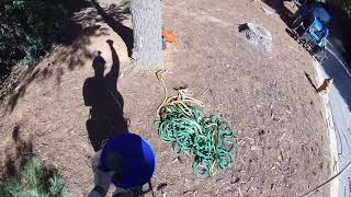 Commercial Job Leaning Pine Tree Removal with Tractor and a Heavy Duty Dump Trailer - Part 1- (2019)