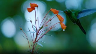 BIRD OF PARADISE