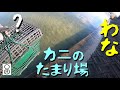 カニのたまり場に【買い物カゴ】で自作したわなを仕掛けたところ…?
