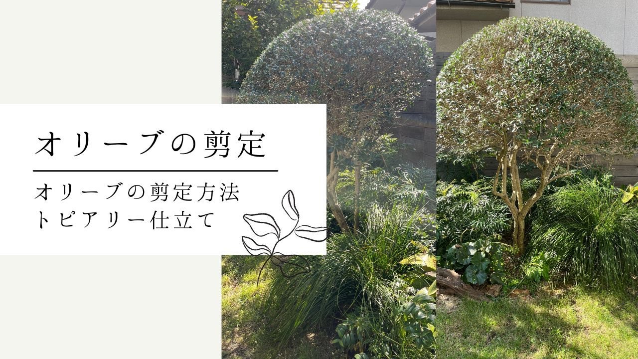 Olive Tree Topiary Pruning Techniques - YouTube