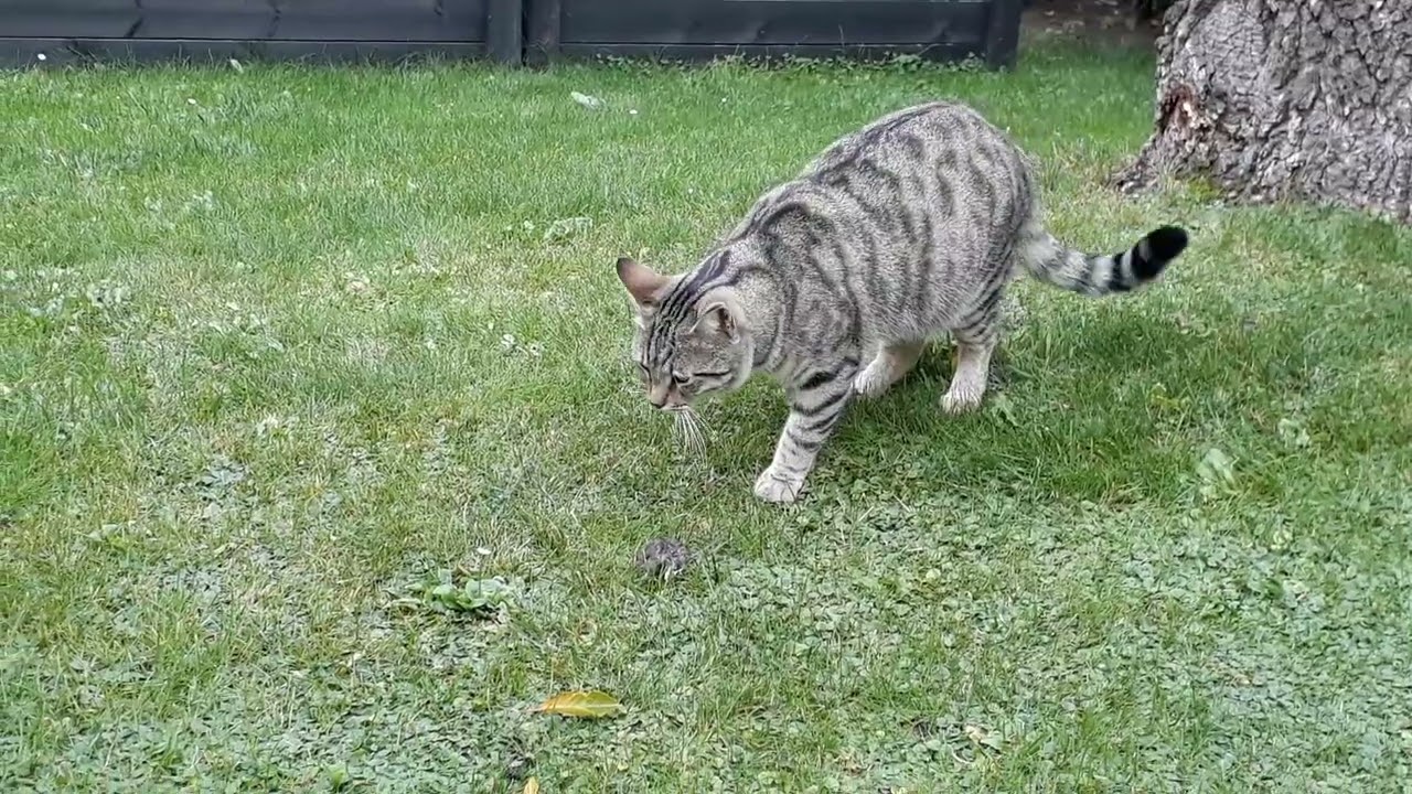 Small cute cat becomes a hunter 