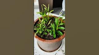 Best secret tips repotting orchid plants #orchid #garden #short