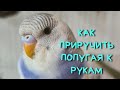 КАК ПРИРУЧИТЬ ПОПУГАЯ К РУКАМ - самый быстрый способ!