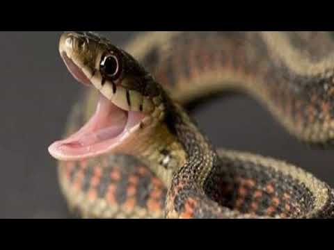 صوت الثعبان فحيح الثعبان