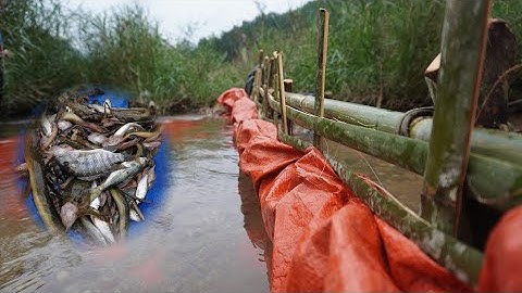 Bắt cá cằng cách chặn suối - Phương pháp truyền thống độc đáo