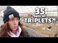 HOLY TRIPLETS BATMAN!! 😱The numbers are in... bad as I thought? | SPRING LAMBING 2021 | Vlog 437