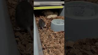 Bravest soldier or just unaware? We'll never know 🐭