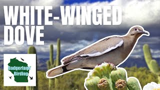 WhiteWinged Dove Species Spotlight: Facts, Sounds, and Fascinating Insights