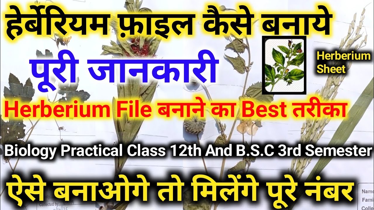 हेर्बेरियम की फ़ाइल कैसे बनाये सम्पूर्ण जानकारी। Herbarium File। Biology Practical Herbariam File।