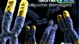 Reverse Aging with Telomeres   The Anti Aging Miracle in the News