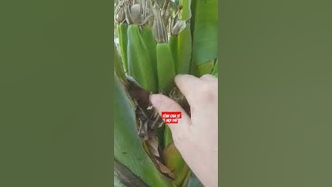 độc lạ cây chuối trổ 2 buồng #shortvideo #giaitri #tintuc #docla #chiase #thongtin #tamtrangcuocsong